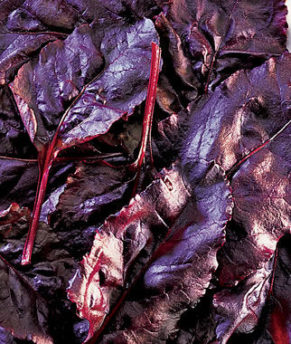 Beet, Bull's Blood - Plants Seeds