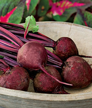 Beet, Detroit Dark Red Medium Top - Plants Seeds