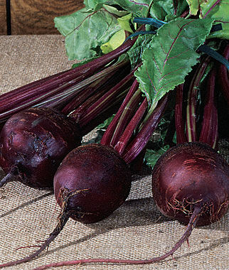 Beet, Detroit Dark Red Organic - Plants Seeds