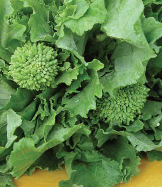 Broccoli Raab, Spring - Seedsplant