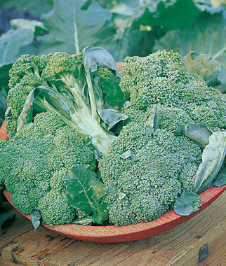 Broccoli De Cicco Organic