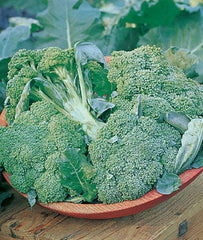 Broccoli, De Cicco Organic - Seedsplant