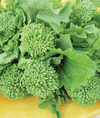 Broccoli Raab, Rapini Organic - Seedsplant