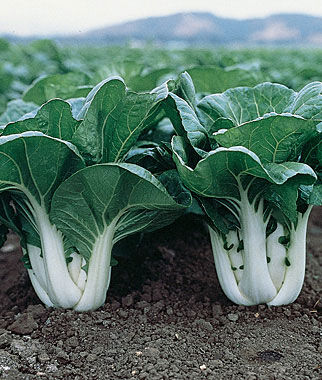 Chinese Cabbage Pak Choi Joi Choi Hybrid