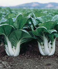 Chinese Cabbage, Pak Choi, Joi Choi Hybrid - Seedsplant