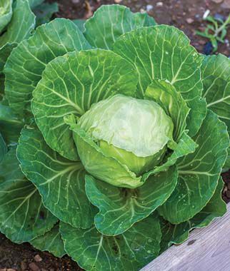 Cabbage, Earliana - Plants Seeds