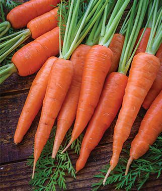 Carrot, Danvers 126 Organic - Plants Seeds