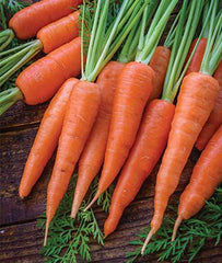 Carrot, Danvers 126 - Plants Seeds