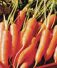 Carrot, Little Finger - Plants Seeds