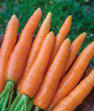 Carrot Nantes Half Long