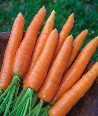 Carrot Nantes Half Long Organic