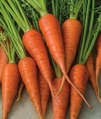 Carrot, Short 'n Sweet - Plants Seeds