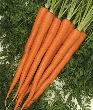 Carrot, Sugarsnax Hybrid - Plants Seeds