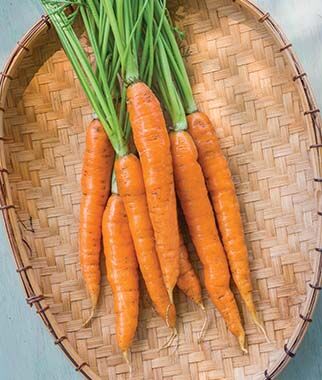 Carrot, Touchon - Plants Seeds