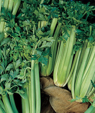 Celery, Tall Utah 52-70R Improved - Plants Seeds