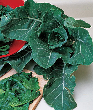 Collards, Georgia - Seedsplant