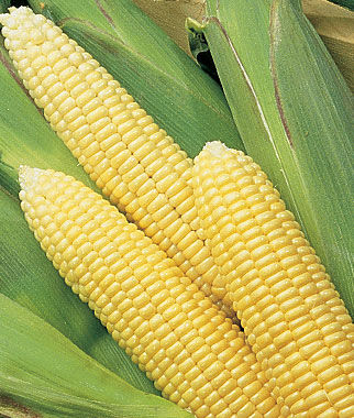 Corn, Early Sunglow Hybrid - Plants Seeds