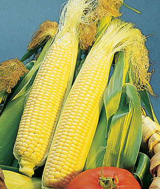 Corn Golden Bantam Organic
