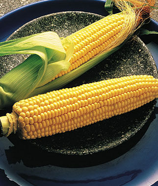 Corn, Illini Xtra Sweet Hybrid - Plants Seeds