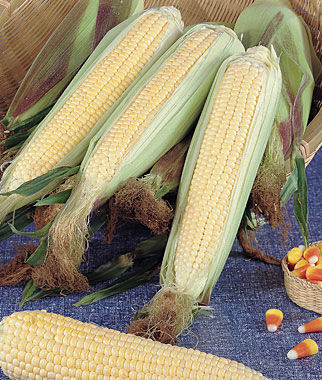 Corn, Kandy Korn (SE)  Hybrid - Plants Seeds