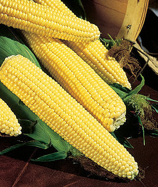 Corn Northern Xtra-Sweet Hybrid