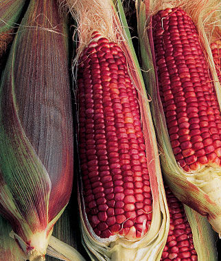 Corn, Ruby Queen Hybrid - Plants Seeds