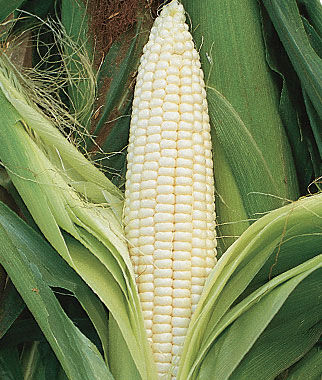Corn, Silver Queen Hybrid - Plants Seeds