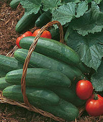 Cucumber, Bush Champion - Plants Seeds