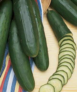 Cucumber Early Pride Hybrid