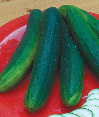 Cucumber, Garden Sweet Burpless Hybrid - Plants Seeds