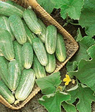 Cucumber Picklebush