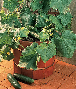 Cucumber, Salad Bush Hybrid - Plants Seeds