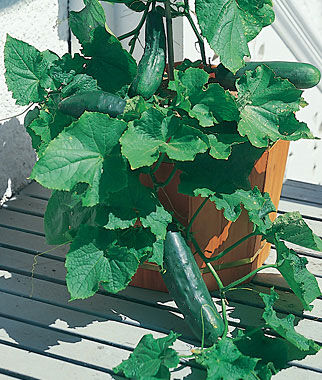 Cucumber, Spacemaster - Plants Seeds