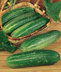 Cucumber, Straight Eight - Plants Seeds