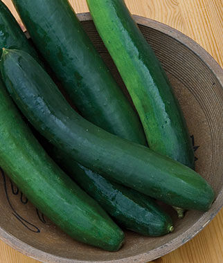 Cucumber, Sweet Success Hybrid - Plants Seeds