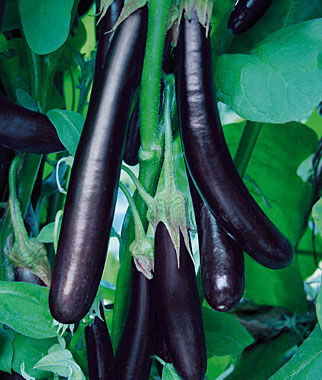 Eggplant, Long Purple Organic - Plants Seeds