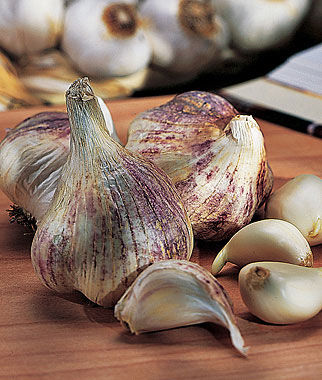 Garlic Early Italian