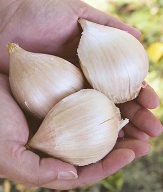 Garlic, Elephant - Plants Seeds