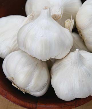 Garlic, Extra Select - Plants Seeds