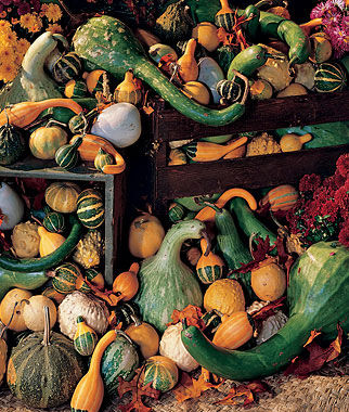 Gourd, Ornamental Big Gourds Mix - Plants Seeds