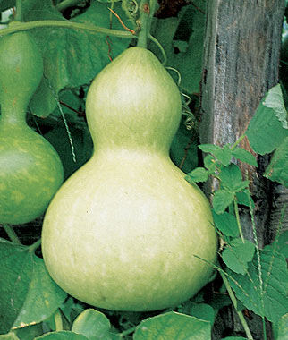 Gourd, Ornamental Large Bottle - Plants Seeds