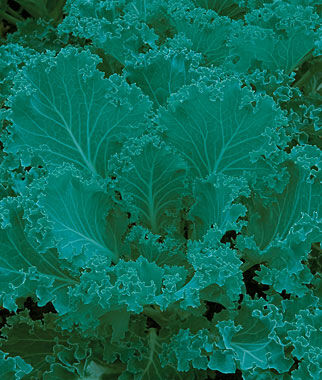 Kale, Dwarf Blue Curled Vates - Plants Seeds