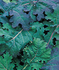 Kale, Red Russian - Plants Seeds