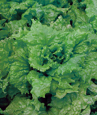 Lettuce, Black Seeded Simpson - Seedsplant
