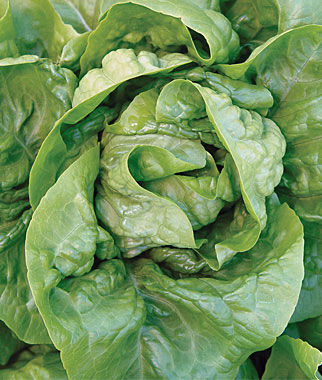 Lettuce Buttercrunch