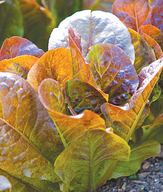 Lettuce, Four Seasons - Plants Seeds