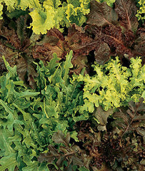 Lettuce, Gourmet Blend - Plants Seeds