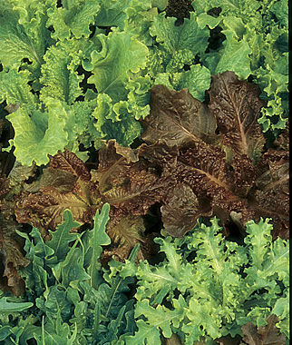 Lettuce, Gourmet Blend Organic - Plants Seeds
