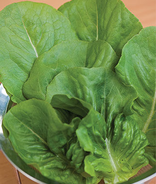 Lettuce, Little Caesar - Plants Seeds