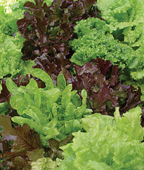 Lettuce, Looseleaf Blend - Plants Seeds